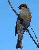 Pine Grosbeak - Female