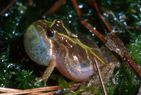 : Acris gryllus dorsalis; Florida Cricket Frog