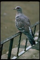 : Columba guinea guinea; Triangular-spotted Pigeon