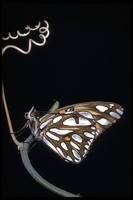 : Agraulis vanillae; Gulf Fritillary Butterfly
