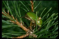 : Chrysina lecontei; Leconte Beetle