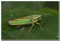 : Graphocephala fennahi