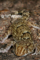 : Pachydactylus bibronii; Bibron's Thick-toed Gecko