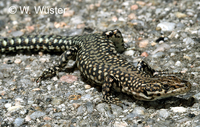 : Podarcis hispanicus; Iberian Wall Lizard