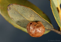 : Trichoteras coquilletti; Little Oak Apple Gall Wasp;