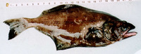Atheresthes stomias, Arrowtooth flounder: fisheries, gamefish