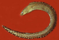 Gymnothorax ocellatus, Caribbean ocellated moray: fisheries