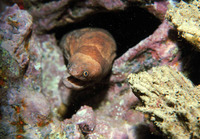 Channomuraena vittata, Broadbanded moray: fisheries, aquarium