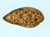 Phyllichthys punctatus, Spotted sole: