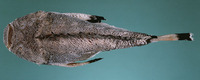 Synanceia nana, Red Sea stonefish: