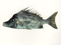Paristiopterus gallipavo, Yellowspotted boarfish: fisheries