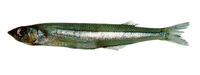 Odontesthes incisa, : fisheries