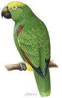 Image of: Amazona ochrocephala (yellow-crowned parrot)
