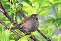 Silvery-throated Spinetail