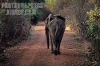 Zambia , South Luangwa NP , elephant walking away stock photo