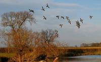 A flight of Teal at Worfield Bog - December 2005 (photo John Robinson)