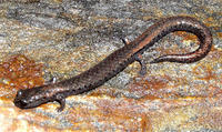 : Batrachoseps minor; Lesser Slender Salamander