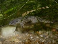 : Hymenochirus sp.