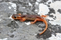 : Lyciasalamandra luschani luschani; Lycian Salamander