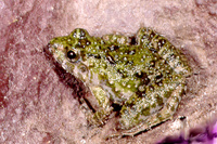 : Phrynobatrachus natalensis; Natal Puddle Frog