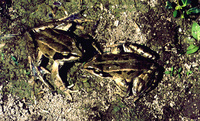 : Rana asiatica; Central Asiatic Frog