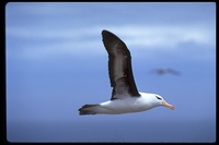: Diomedea melanophris; Black-browed Albatross