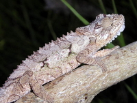 : Bradypodion ventrale; Southern Dwarf Chameleon