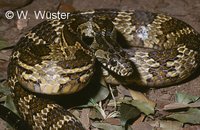 : Mastigodryas bifossatus; Snake