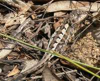 : Rankinia diemensis; Mountain Heath Dragon