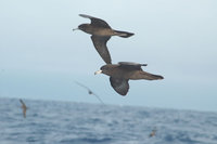 Flesh-footed shearwater (foreground)