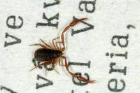 Chelifer cancroides