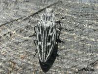 Chalcophora mariana - Pine Borer