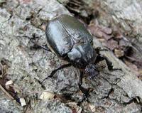 Osmoderma eremita - Hermit Beetle