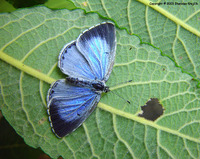 Celastrina argiolus - Lorquins Blue