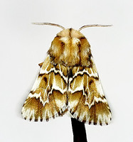 Oxicesta geographica - Defoliator Moth