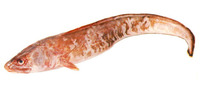 Genypterus blacodes, Pink cusk-eel: fisheries