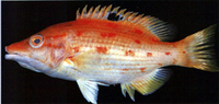 Bodianus oxycephalus, : aquarium