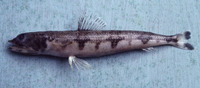 Synodus macrops, Triplecross lizardfish: fisheries