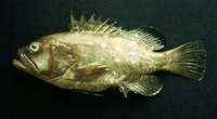 Epinephelus niphobles, Star-studded grouper: fisheries
