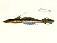 Callionymus goodladi, Goodlad's stinkfish: aquarium