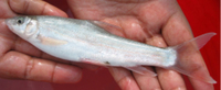 Schizothorax progastus, Dinnawah snowtrout: fisheries, gamefish