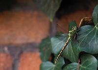 Ophiogomphus cecilia - Green Club-tailed Dragonfly