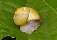 Cepaea hortensis - White-lipped Grove Snail