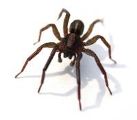 Image of: Pirata (lycosid spiders)