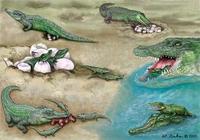 Image of: Crocodylidae (crocodiles and relatives)