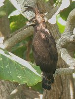 Long-crested Eagle - Lophaetus occipitalis