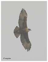 Rufous-bellied Eagle - Aquila kienerii
