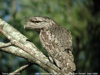 Tawny Frogmouth - Podargus strigoides