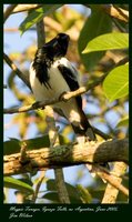 Magpie Tanager - Cissopis leveriana
