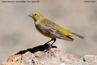 Greater Yellow-Finch - Sicalis auriventris